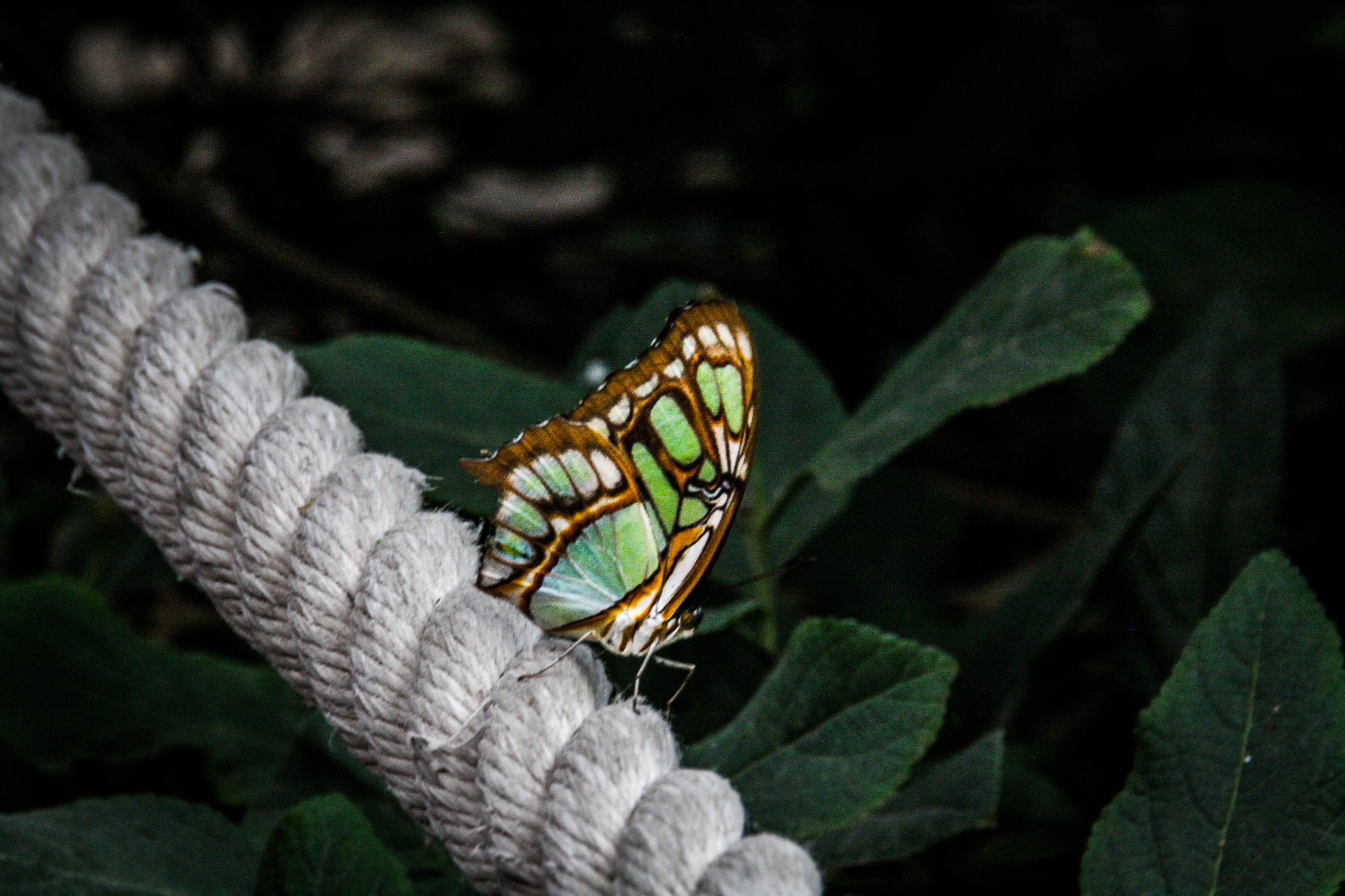 Mariposas