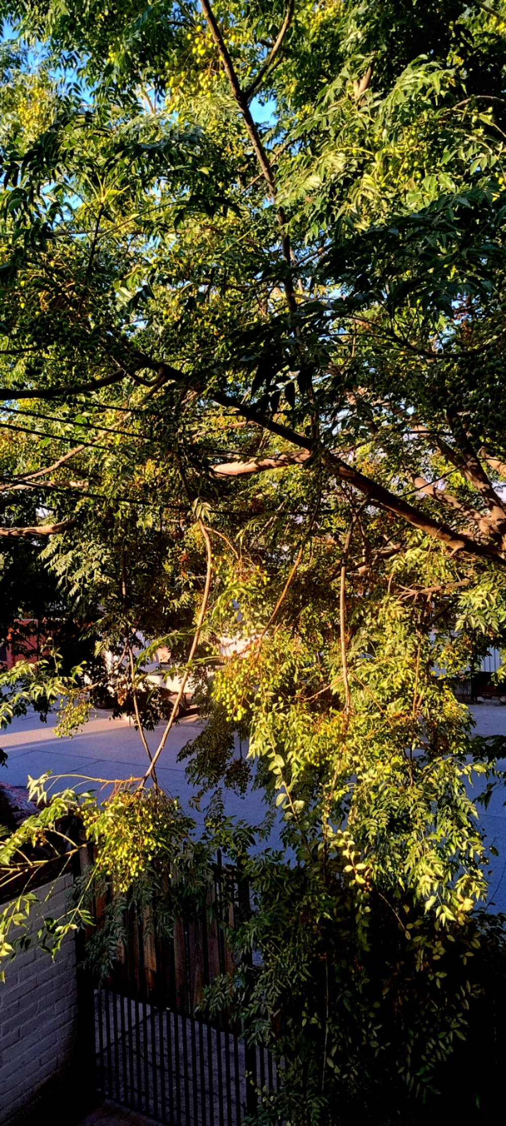 El Cielo de Adán sin Aves.